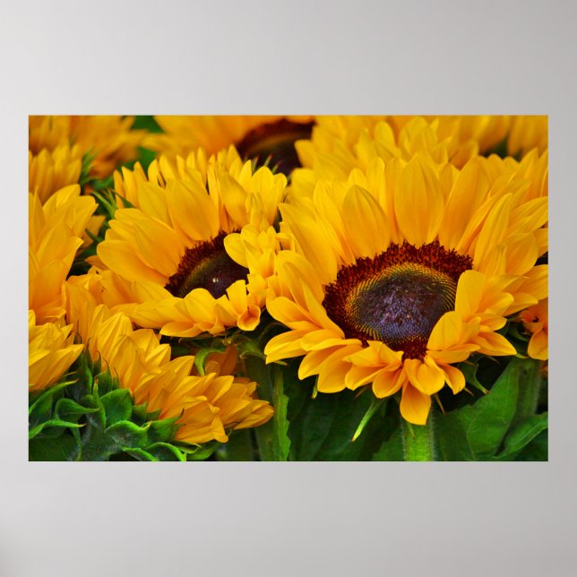 Beautiful Summertime Sunflower Painting Poster (Front)