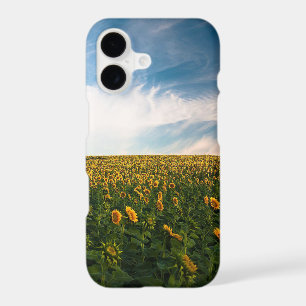 beautiful sun flowers field with cloudy blue sky a