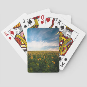 beautiful sun flowers field with cloudy blue sky a playing cards