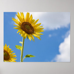 beautiful sun flowers with cloudy blue sky poster