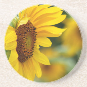 Beautiful Sunflower Coaster