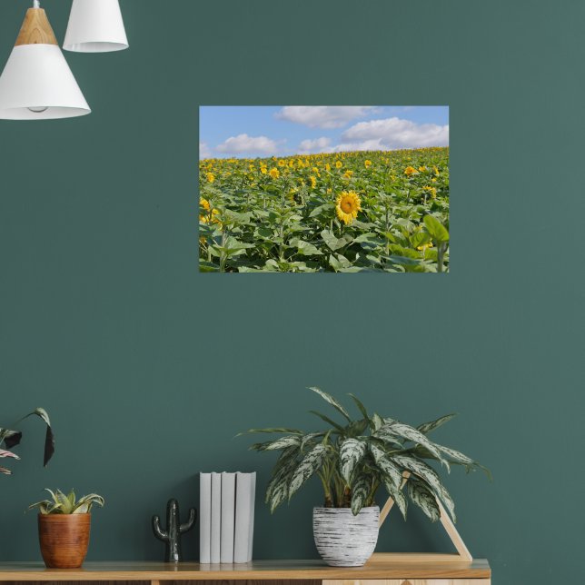 Beautiful sunflower fields in sunny day poster (Living Room 1)