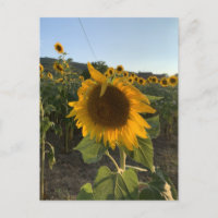 Beautiful Sunflower in the Summer Sun
