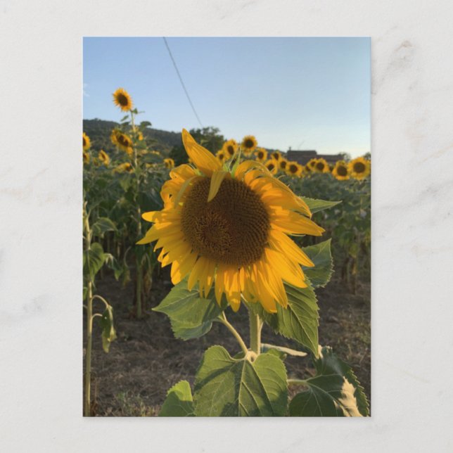 Beautiful Sunflower in the Summer Sun Postcard (Front)