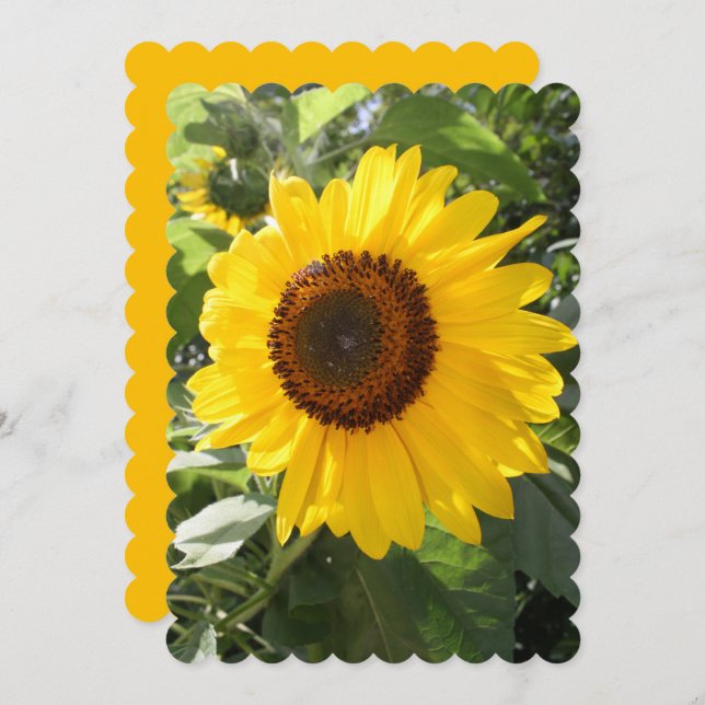 Beautiful Sunflower Photograph  (Front/Back)