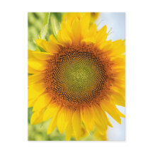 Beautiful Sunflower with Helen Keller Quote