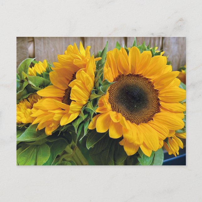 Beautiful Sunflowers Postcard (Front)