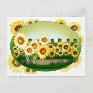 Beautiful Sunflowers Postcard