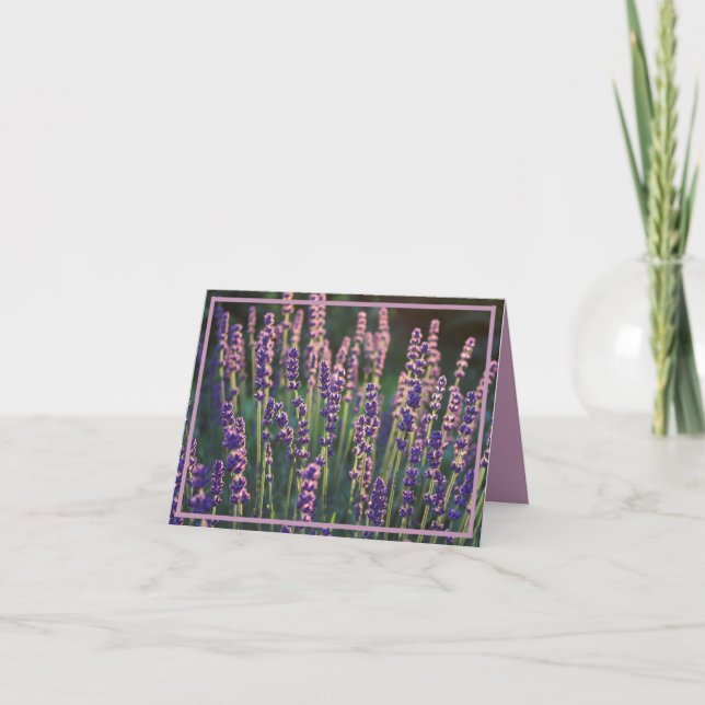 Beautiful Sunlit Lavender Flowers  Thank You Card (Front)