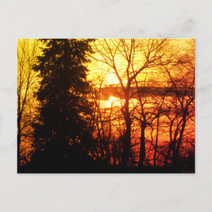 Beautiful Sunset Canada Trees Orange Gold Sky Post Postcard
