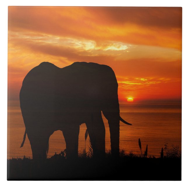 Beautiful Sunset with Silhouette of Elephant Tile (Front)
