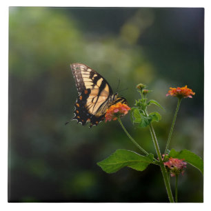 Beautiful Swallowtail butterfly Tile