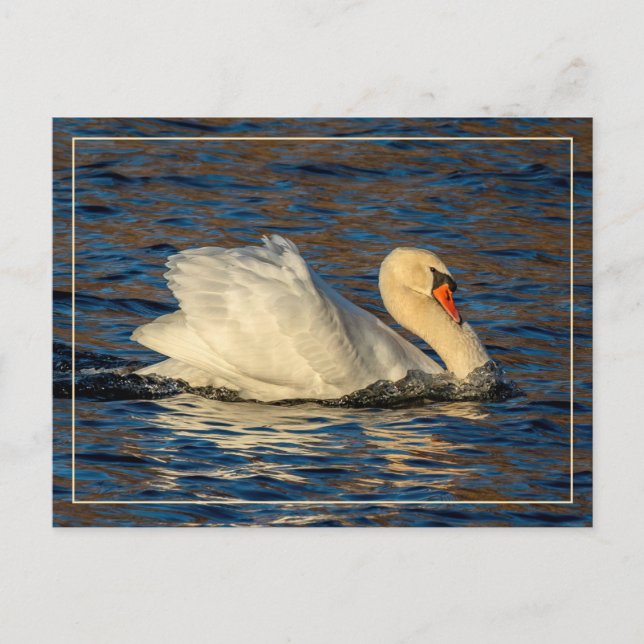 Beautiful Swan and Blue Water Postcard (Front)