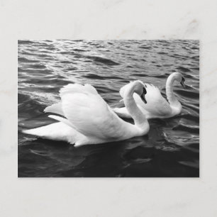 Beautiful swan couple in water postcard