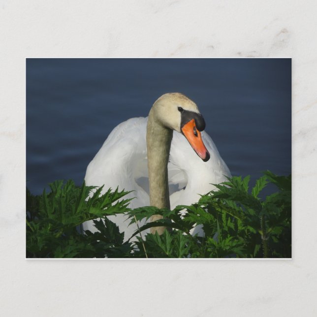 Beautiful Swan DIY Postcard (Front)