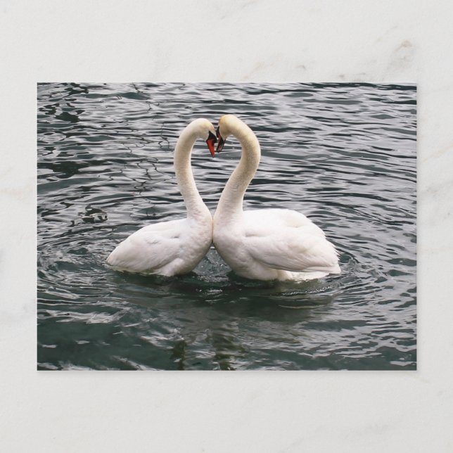 Beautiful swan pair postcard (Front)