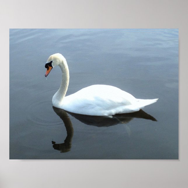 Beautiful Swan Reflection Poster (Front)