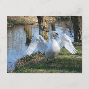 Beautiful Swan, Spreading Wings DIY Postcard