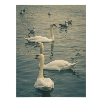 Beautiful Swans on the Sea Photo Print