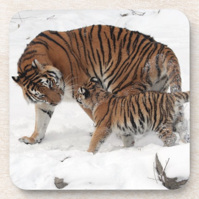 Beautiful Tiger and Cub Coaster (Front)