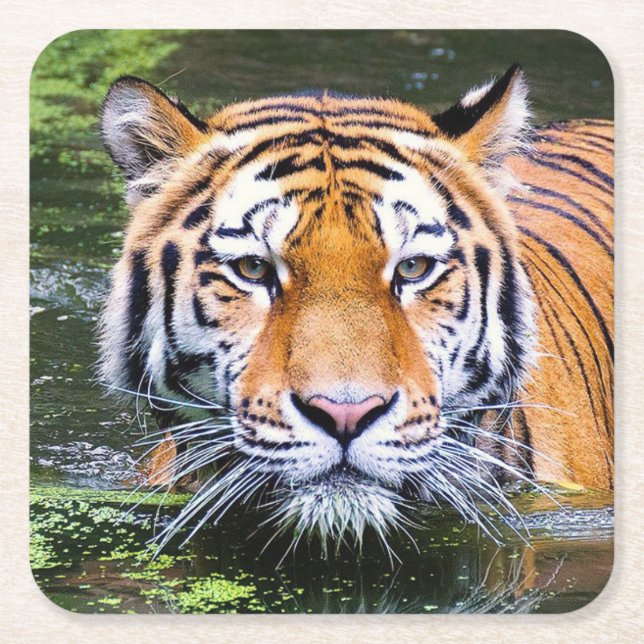 Beautiful Tiger Coaster Set (Front)