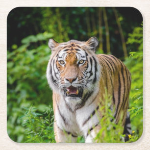 Beautiful Tiger Coaster Set