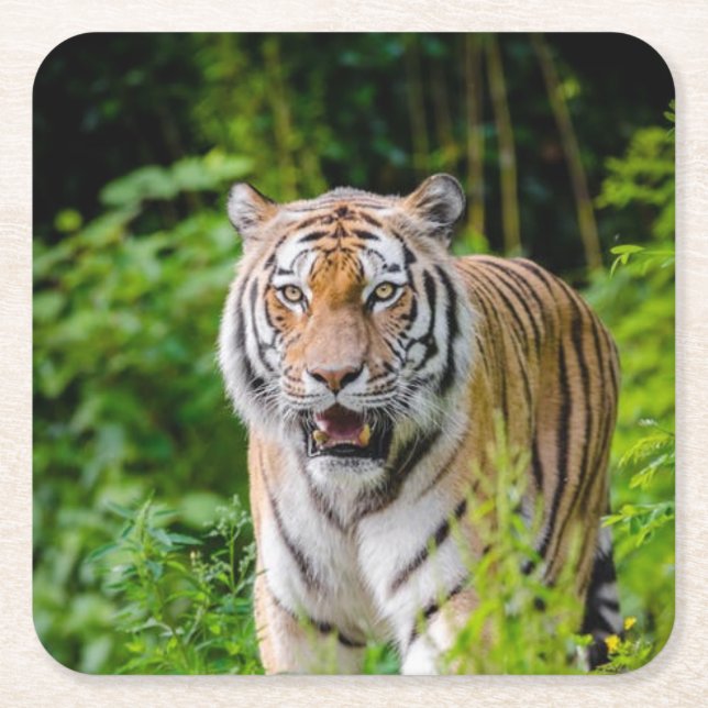 Beautiful Tiger Coaster Set (Front)