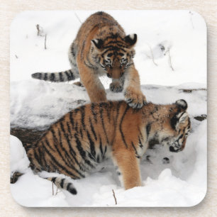 Beautiful Tiger Cubs playing in the snow Coaster