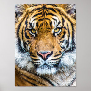 Beautiful Tiger Face Poster