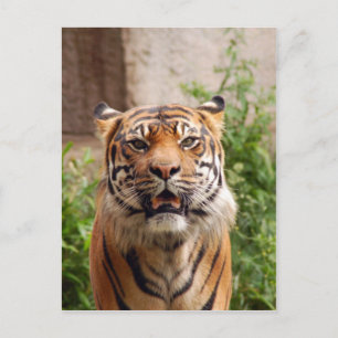 Beautiful tiger face print postcard