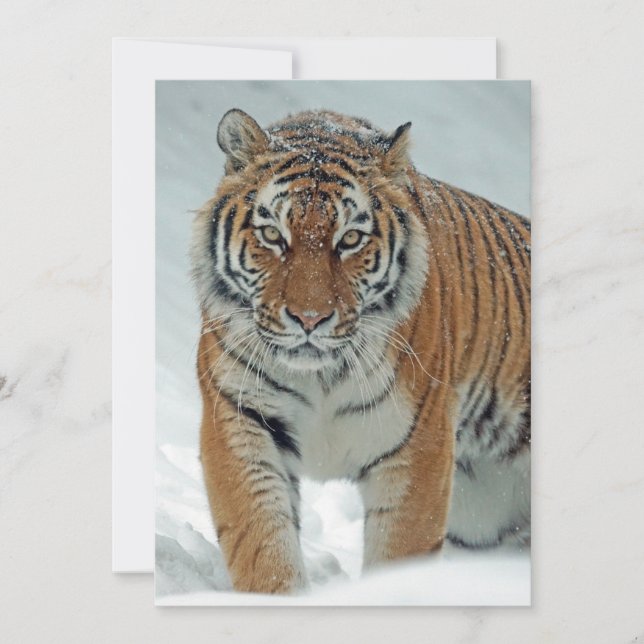 Beautiful Tiger in Snow Holiday Card (Front)
