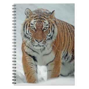 Beautiful Tiger in Snow Notebook