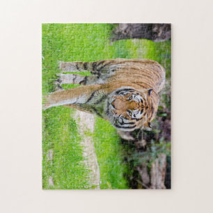 Beautiful Tiger Jigsaw Puzzle