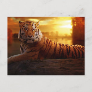 Beautiful Tiger  Postcard