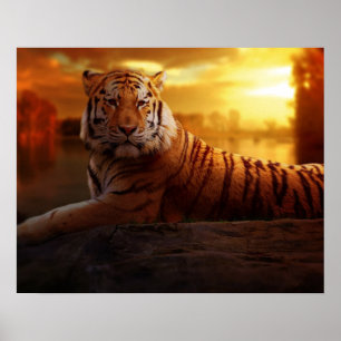 Beautiful Tiger Poster