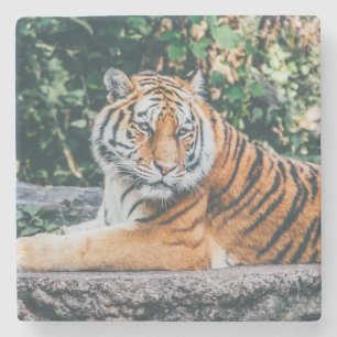 Beautiful Tiger Stone Coaster