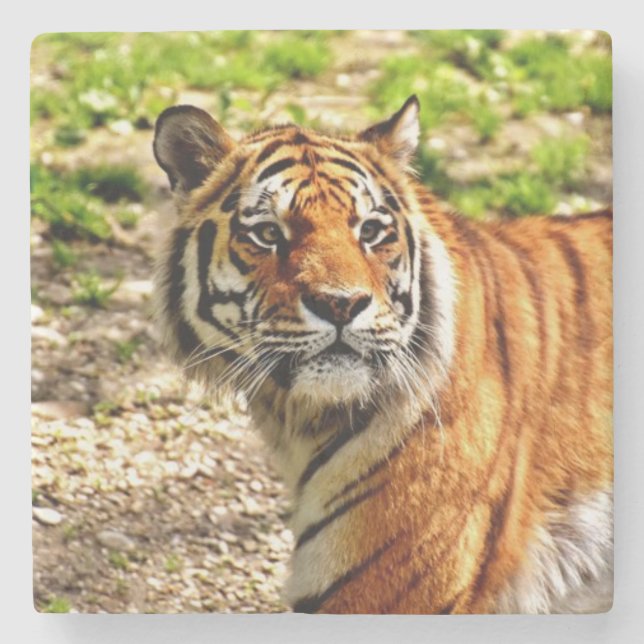 Beautiful Tiger Stone Coaster (Front)