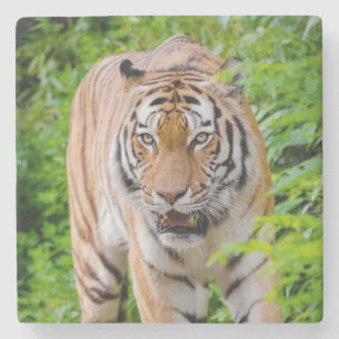 Beautiful Tiger Stone Coaster