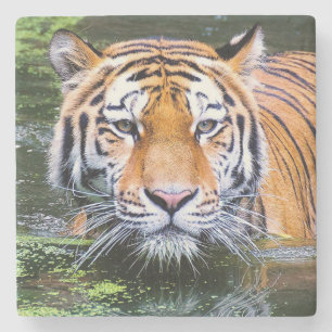 Beautiful Tiger Stone Coaster