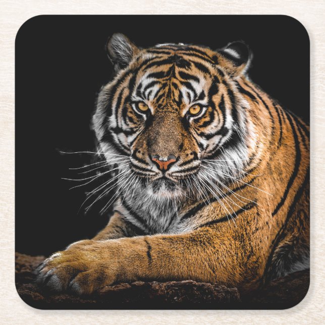 Beautiful Tiger with Black Background Square Paper Coaster (Front)