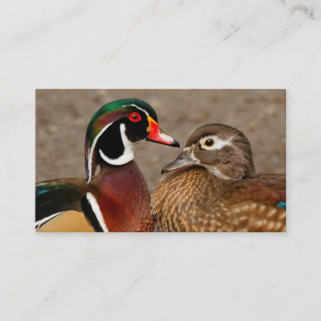 Beautiful Touching Moment Between Wood Ducks Business Card (Front)