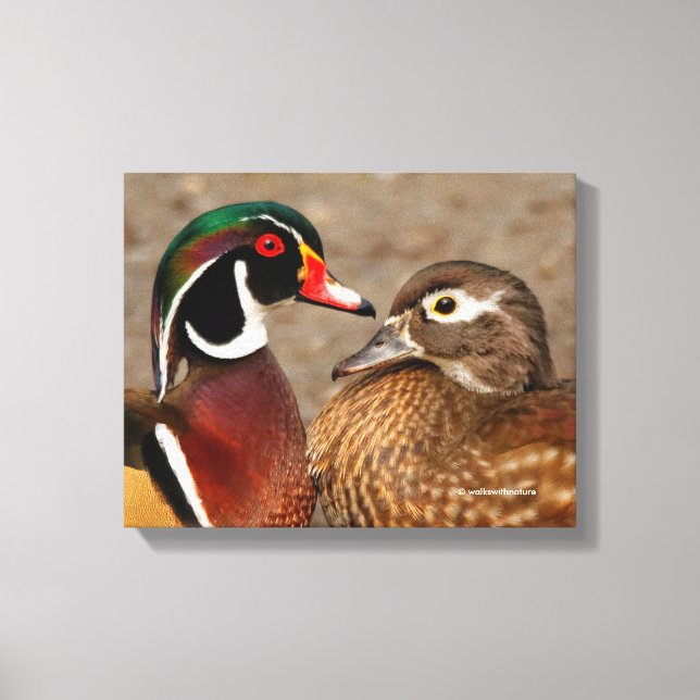 Beautiful Touching Moment Between Wood Ducks Canvas Print (Front)
