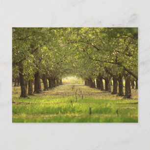 Beautiful Trees, Almond Orchard Farm Post Card