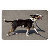 Beautiful Tricolored Bullterrier