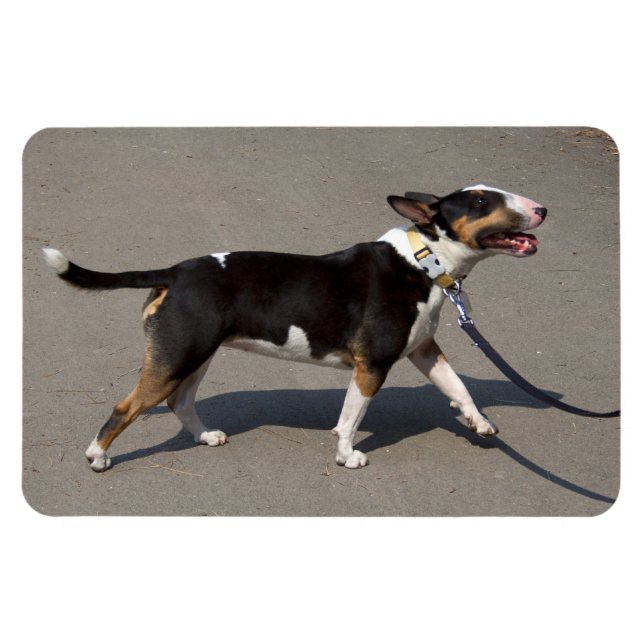 Beautiful Tricolored Bullterrier Magnet (Horizontal)