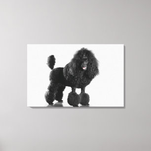 Beautiful, trimmed, black, complete poodle body canvas print