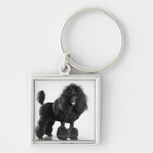 Beautiful, trimmed, black, complete poodle body key ring
