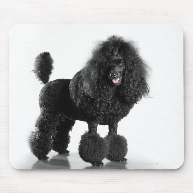 Beautiful, trimmed, black, complete poodle body mouse pad (Front)