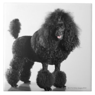 Beautiful, trimmed, black, complete poodle body tile