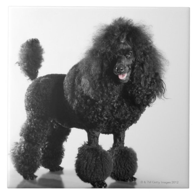 Beautiful, trimmed, black, complete poodle body tile (Front)